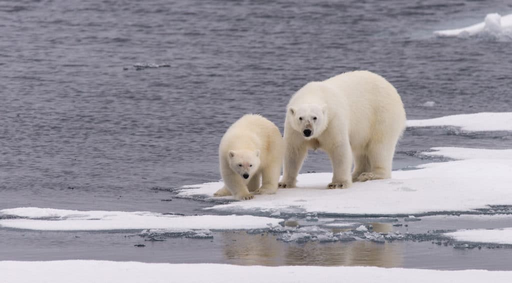 Are There Polar Bears in Antarctica?