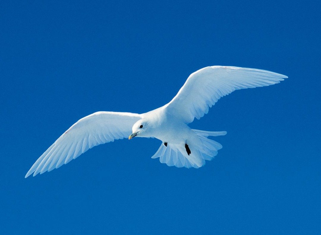 Birds in Arctic Region