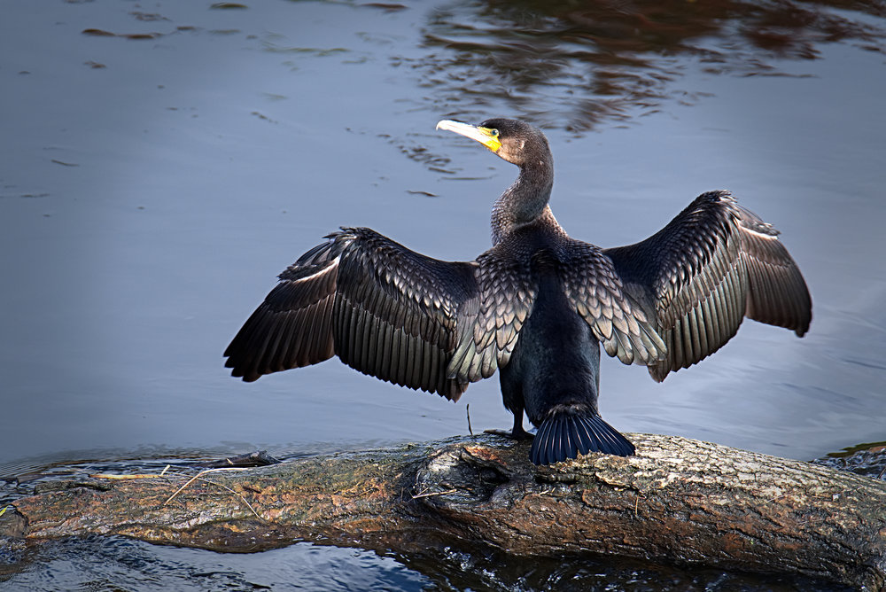 Cormorant Model