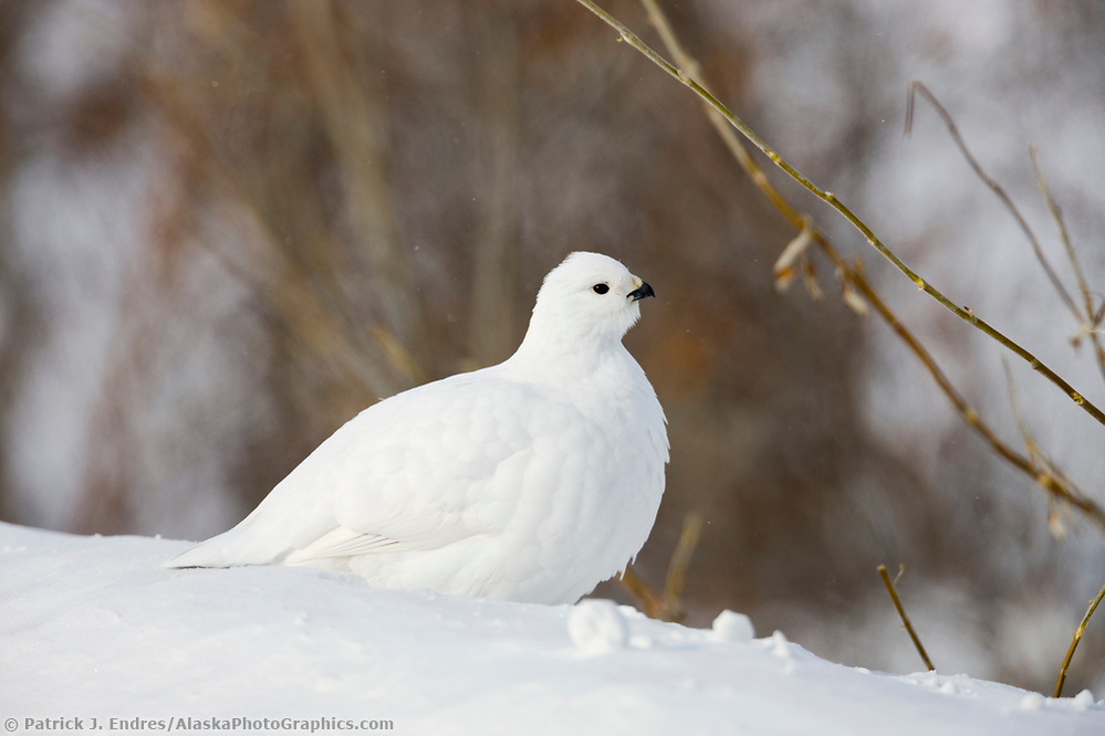 State Bird of Alaska