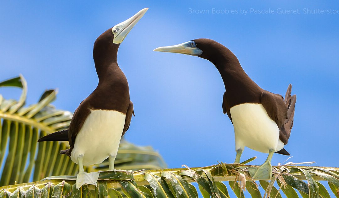 Why Are Mass Booby Endangered In