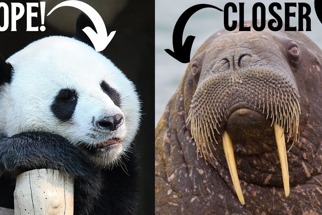 Animals That Have a Similar Face to a Walrus