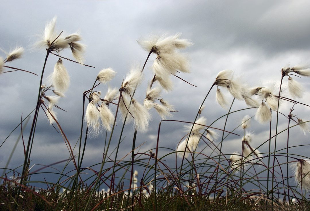 How Did Cotton Plants Adapt to the Tundra?