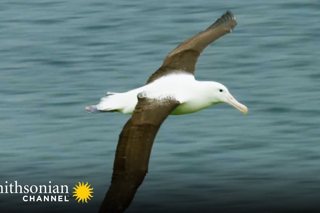 How Long Can an Albatross Fly