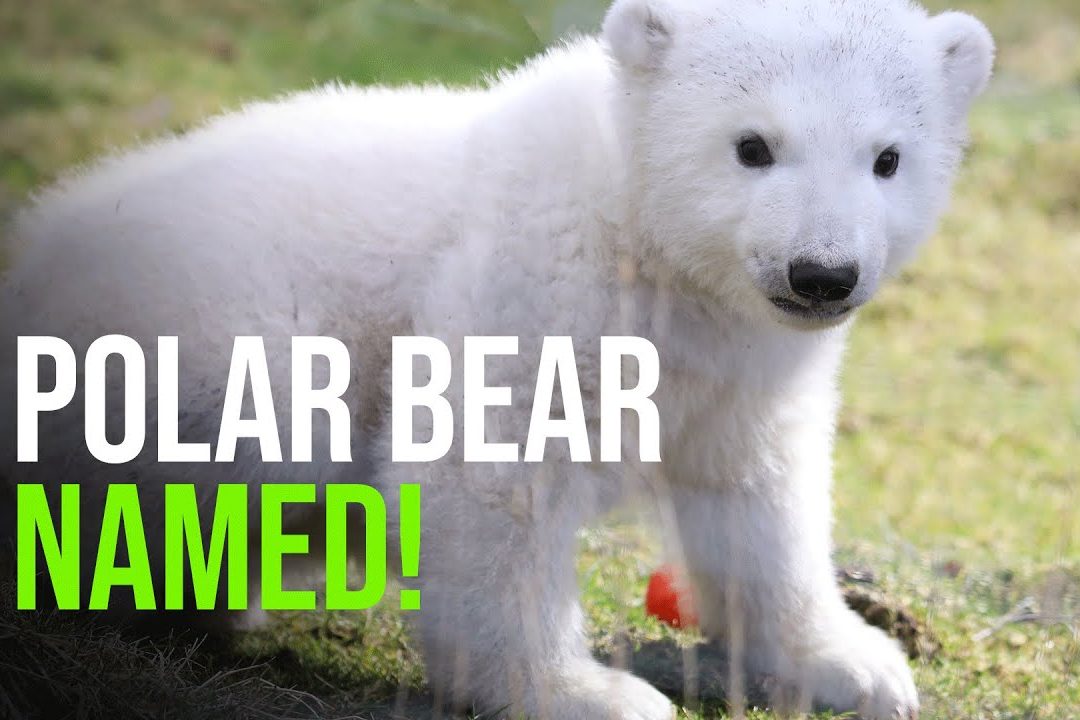 Polar Bear Nicknames