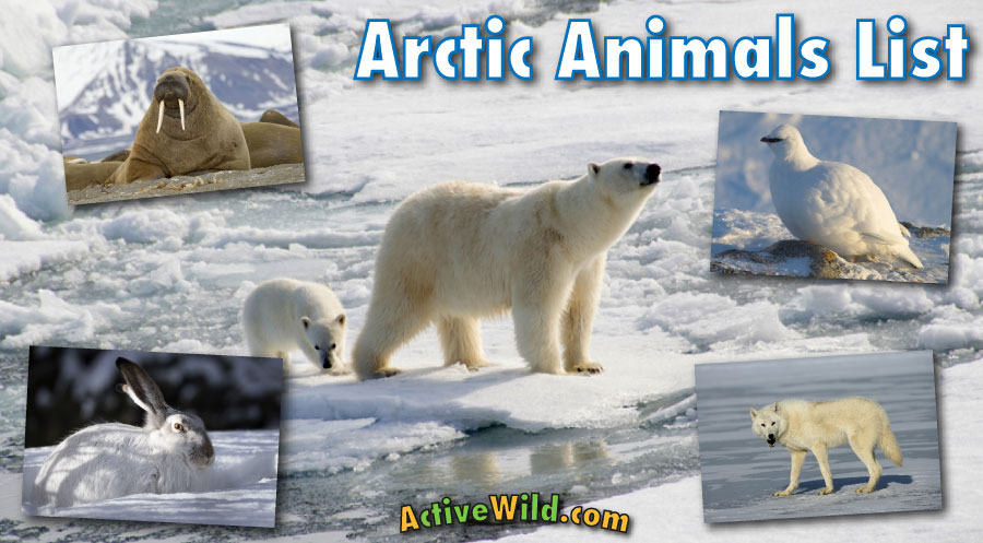 What Animals Live Near Polar Bears