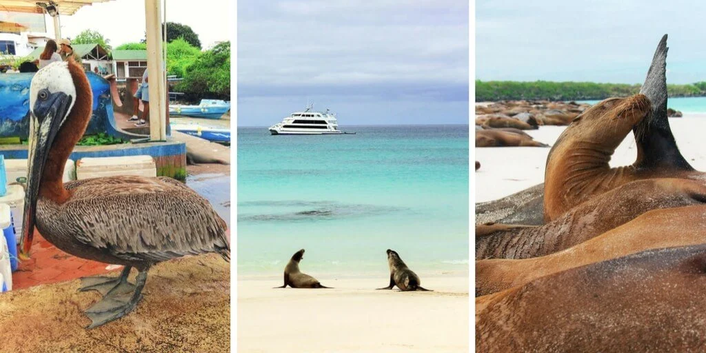 Thanksgiving Time Discount Tour Galapagos