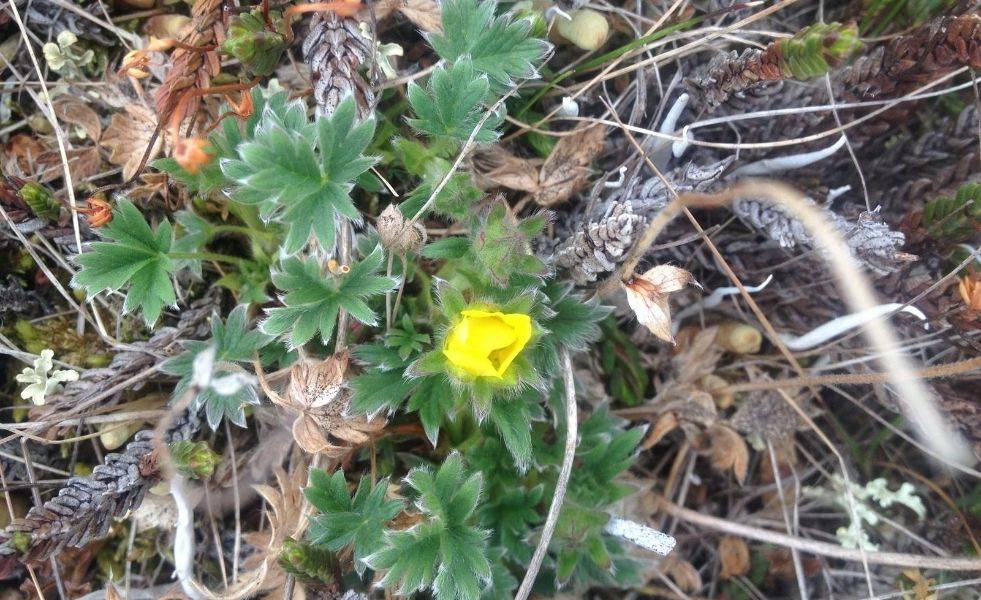 What Eats Rosy Plants in the Tundra