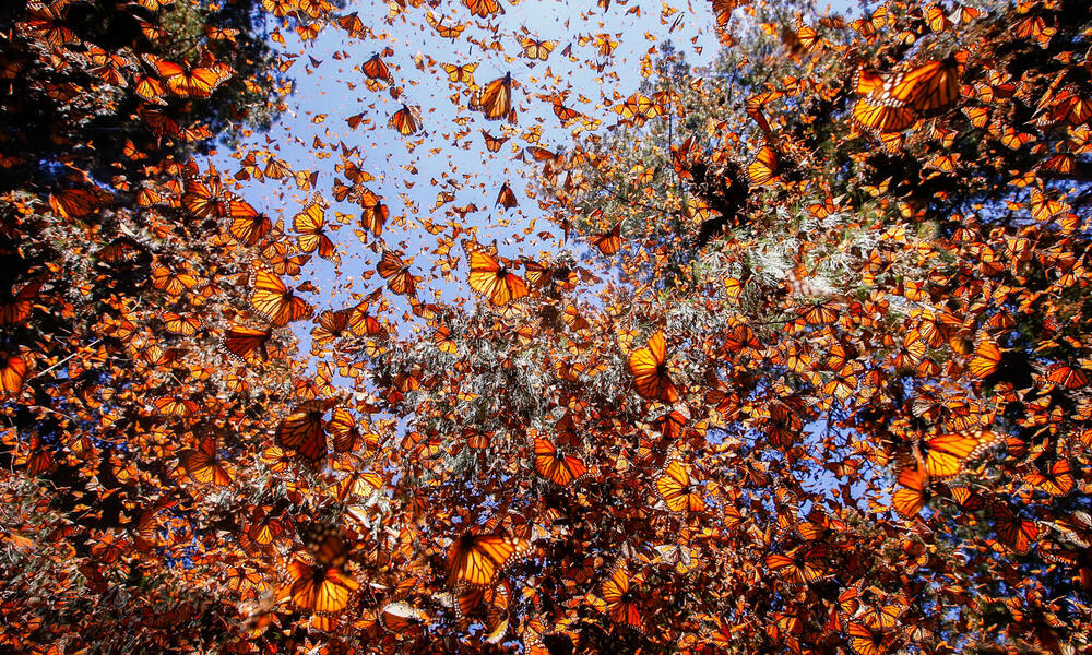 Monarch Butterfly Trip to Mexico