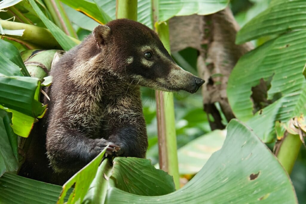 Monteverde Cloud Forest Animals