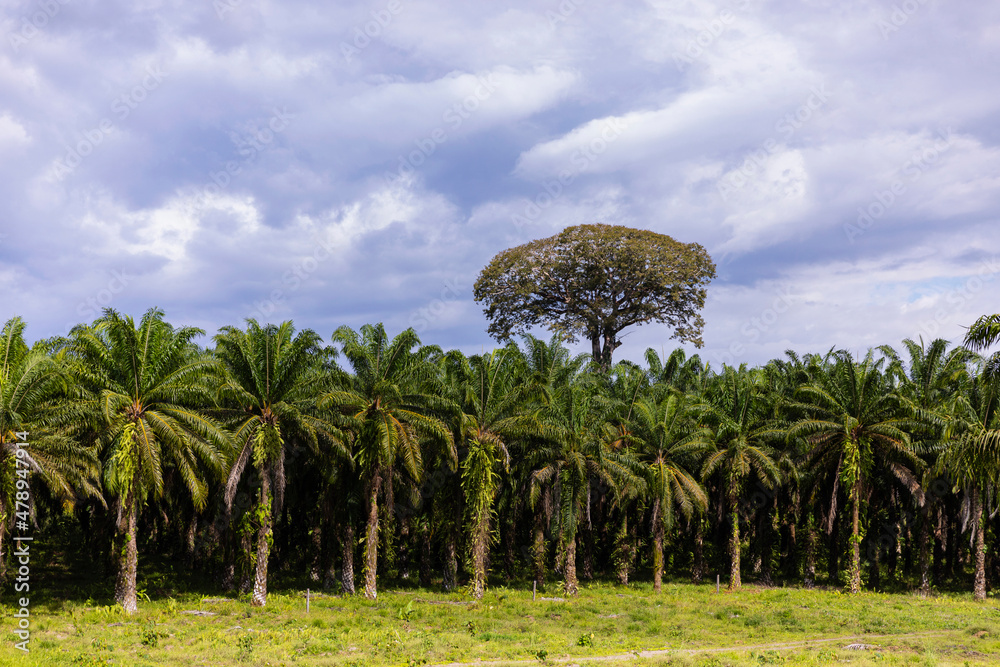 Palm Trees in Costa Rica