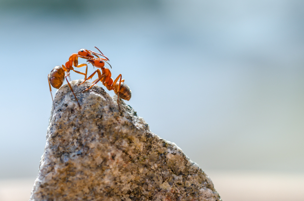 Fat Ant