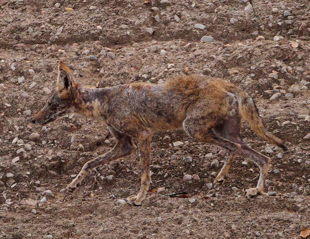 California Cryptids