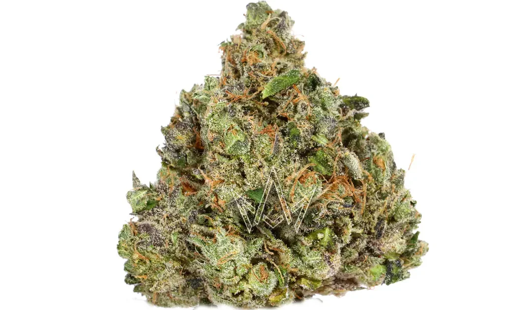 Lemon Oz Planet 13